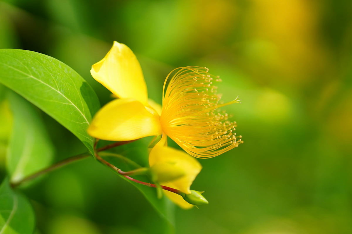 Fleur de millepertuis, antidépresseur naturel avec effets secondaires importants